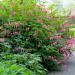 Perene: Dicentra spectabilis - Devojacko srce , slika3